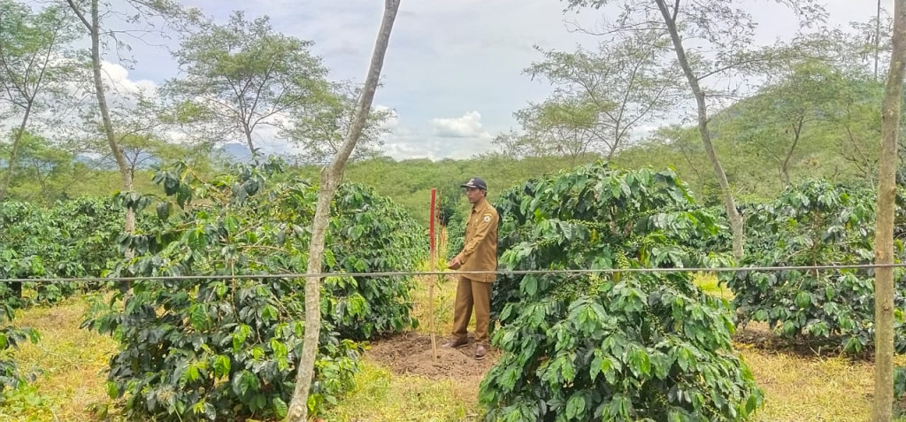 KEBUN DESA